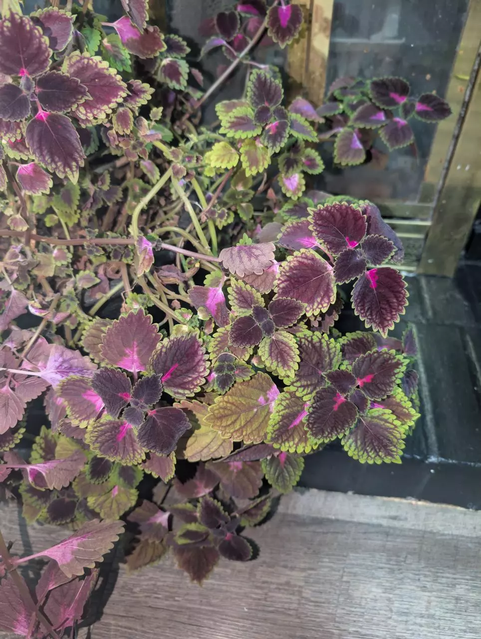 plant/Coleus cuttings only NOT yet rooted-0