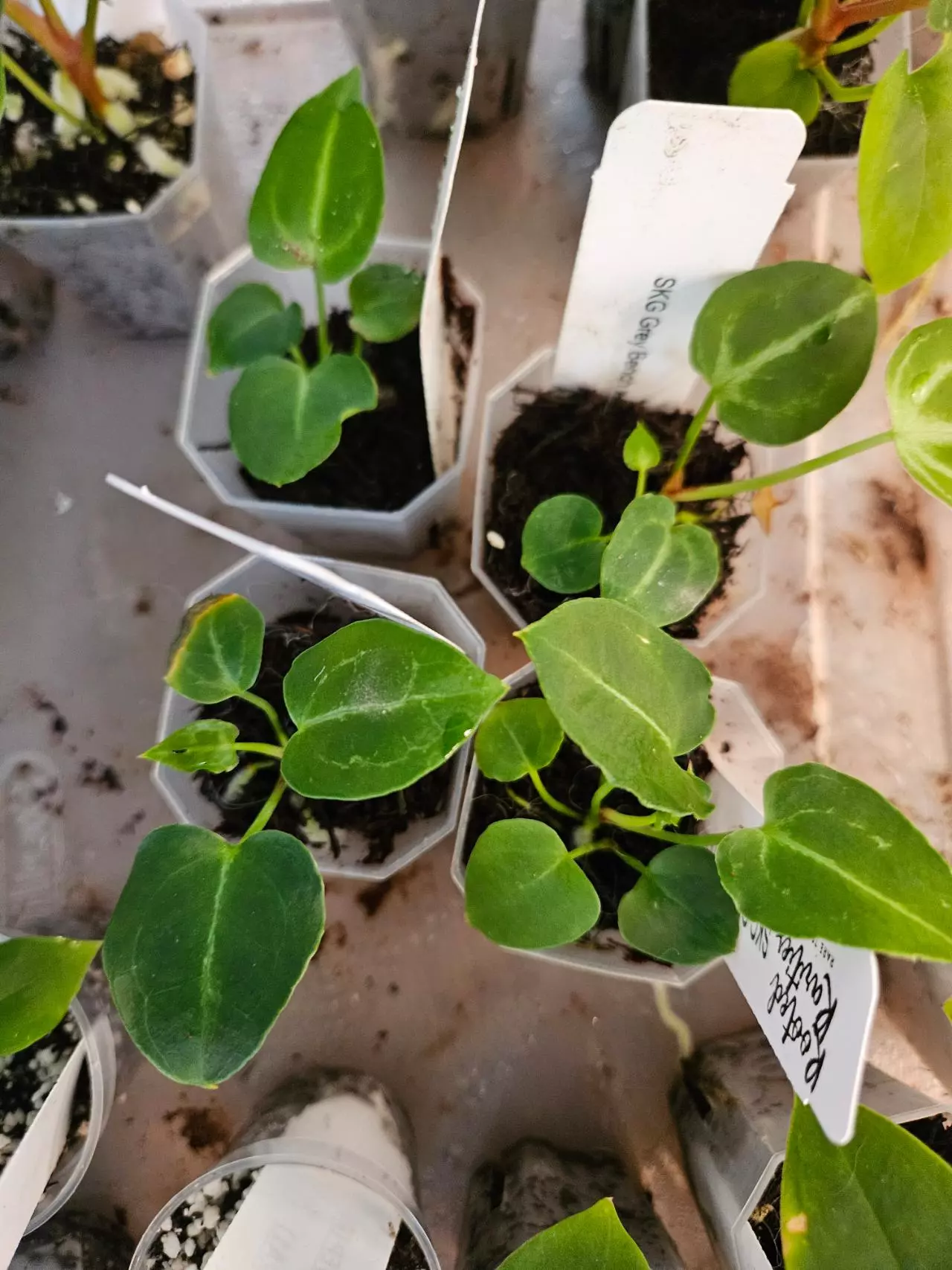 plant/SKG Grey Bench x Tims Black 1 seedling-1