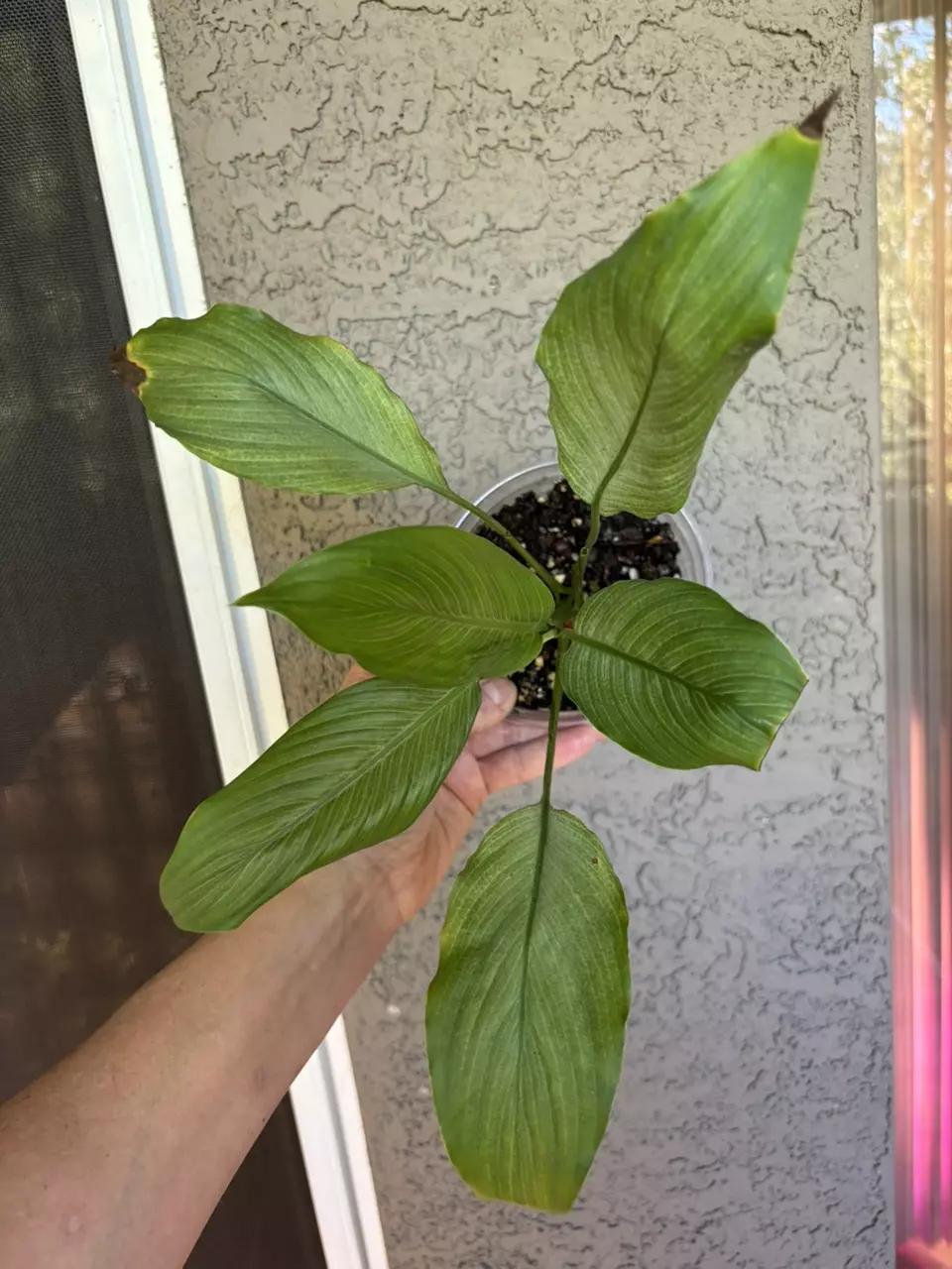 plant/Spathiphyllum Mint-1