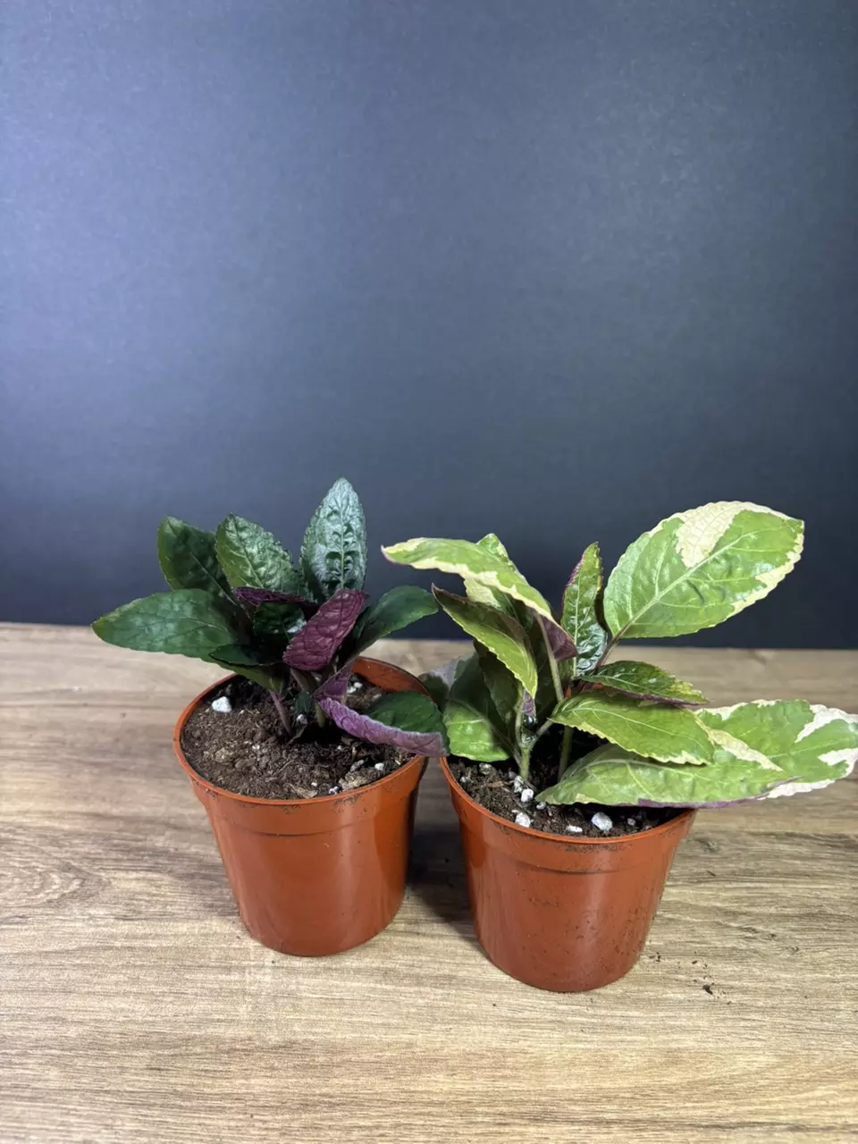plant/Waffle 2pc Bundle - grower’s choice-0