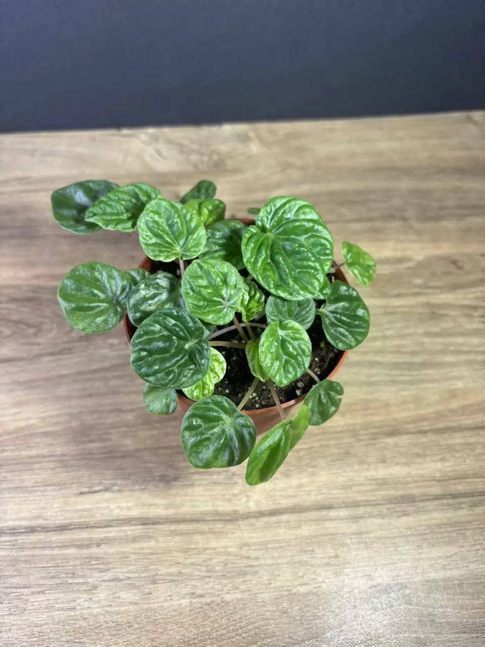 plant/Peperomia Emerald Ripple 4”-0