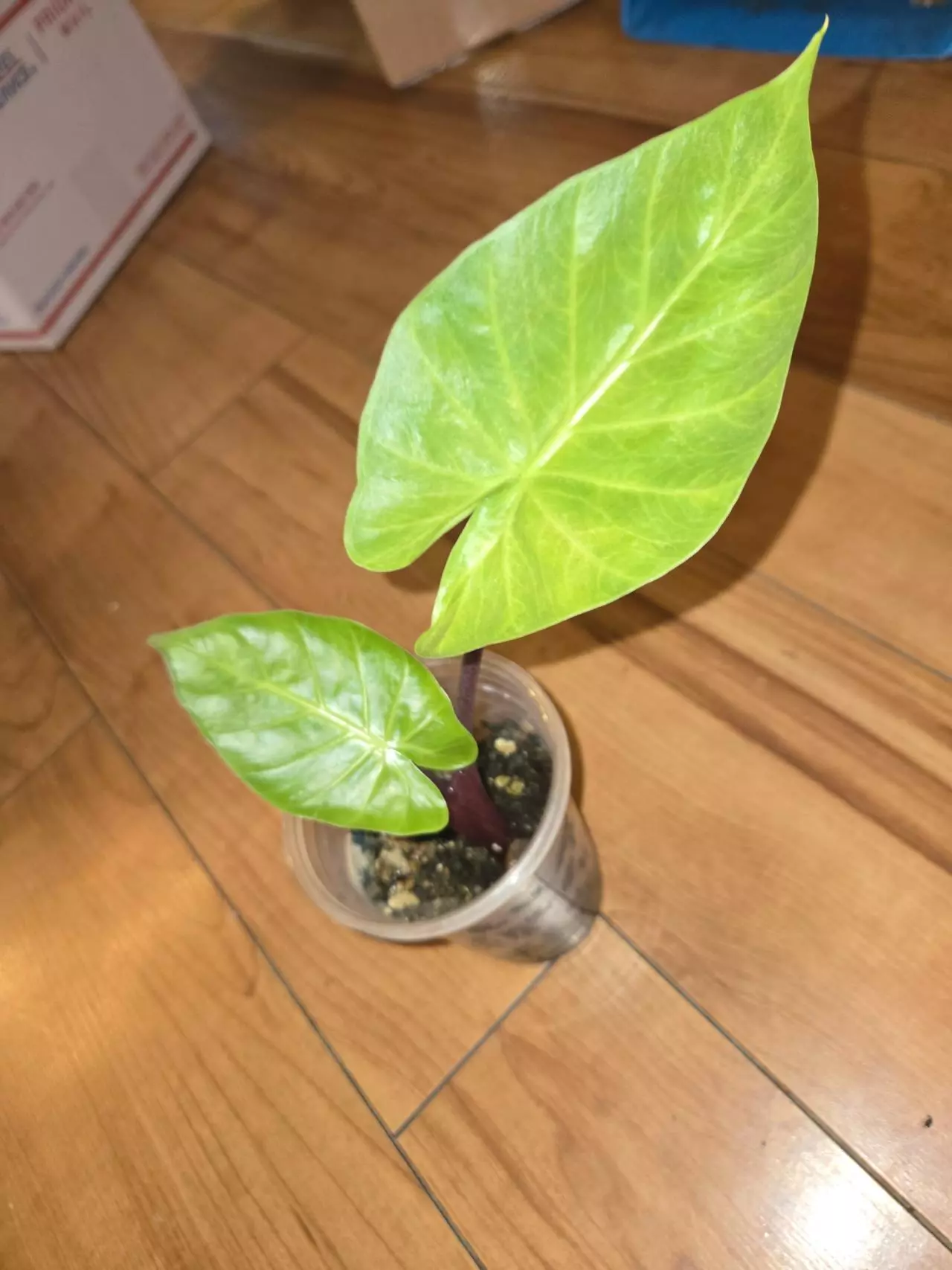 plant/Alocasia Imperial Red-0