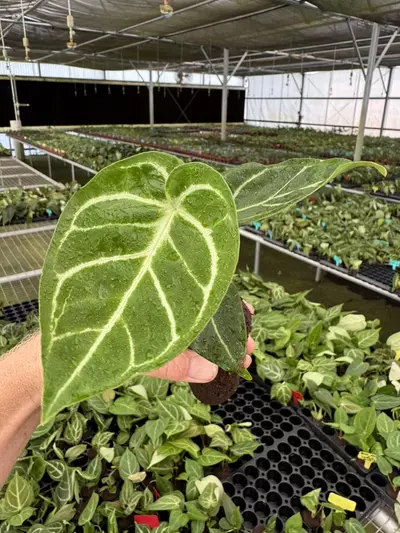 plant/Anthurium silver blush x papillilaminum starter plant growers choice-2-thumbnail