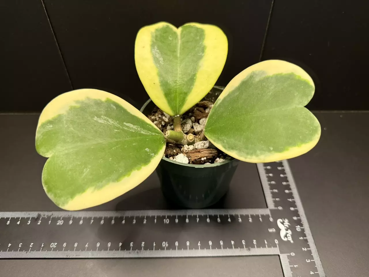 plant/Hoya Kerri (1)-1