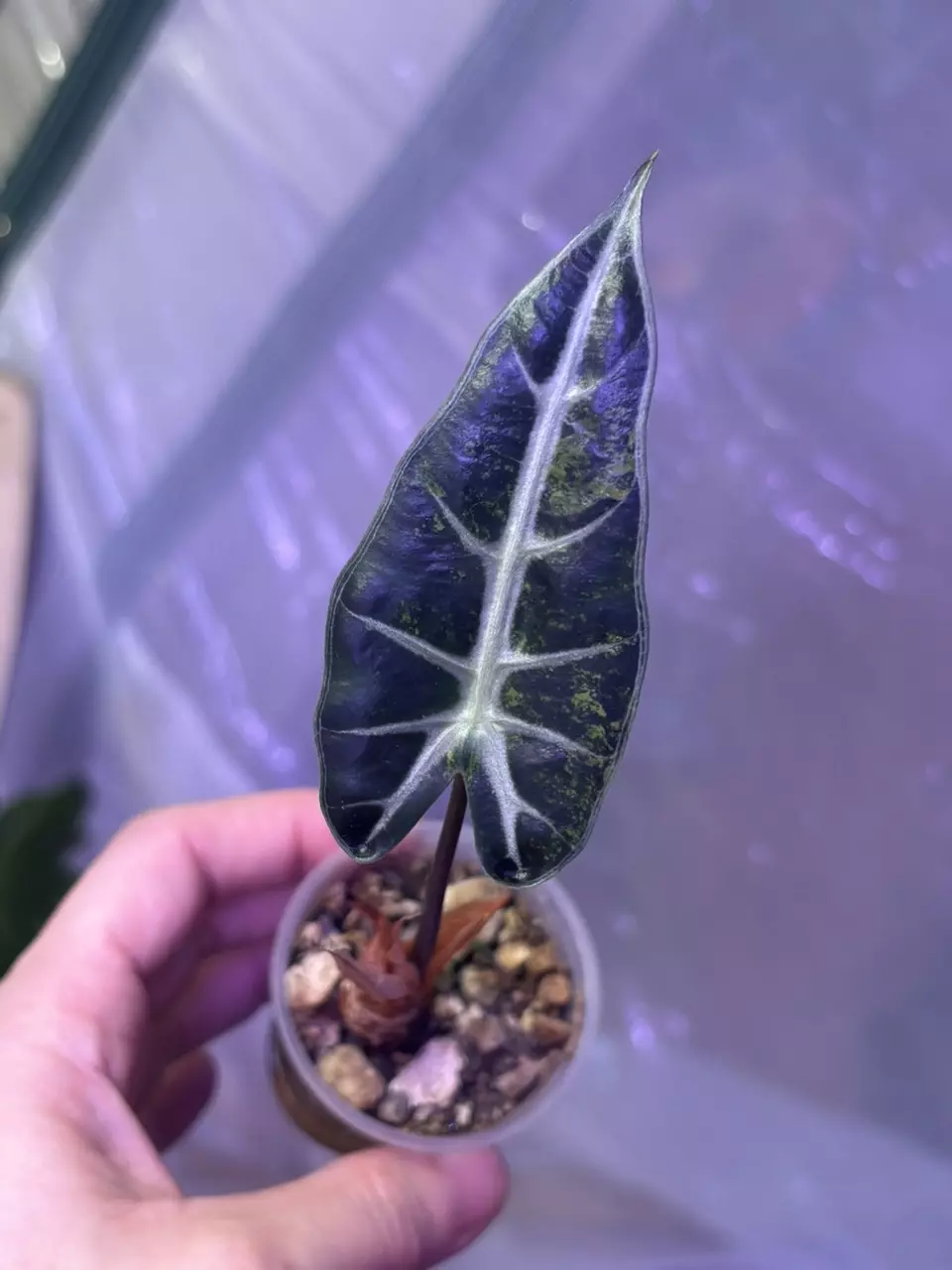 plant/Aurea Alocasia Amazonica-0