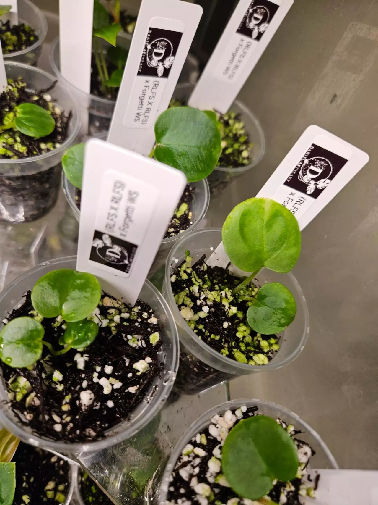 plant/RLFS x RLFS x Forgetti 1 seedling starter-0