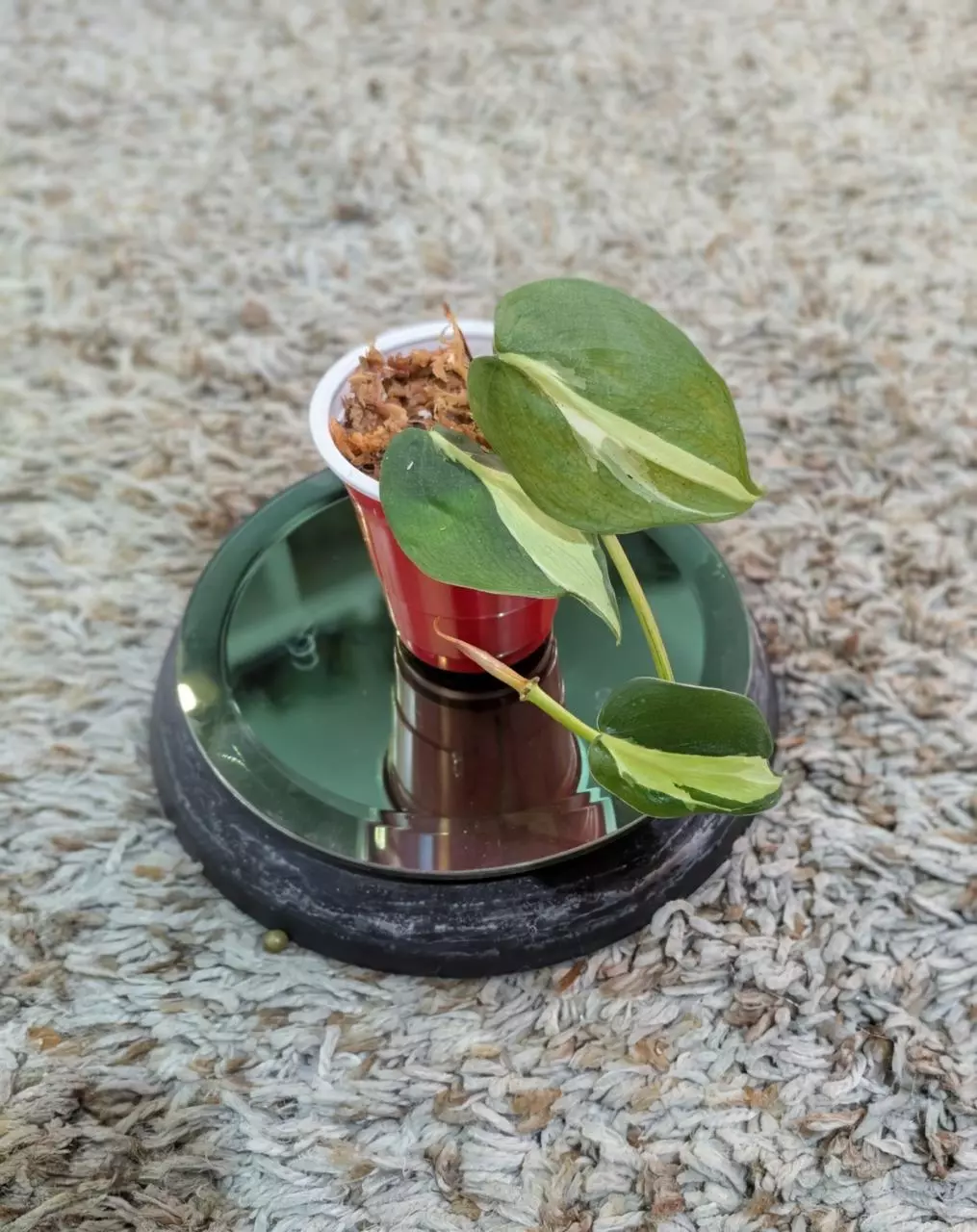 plant/Philodendron Gabby #182-1