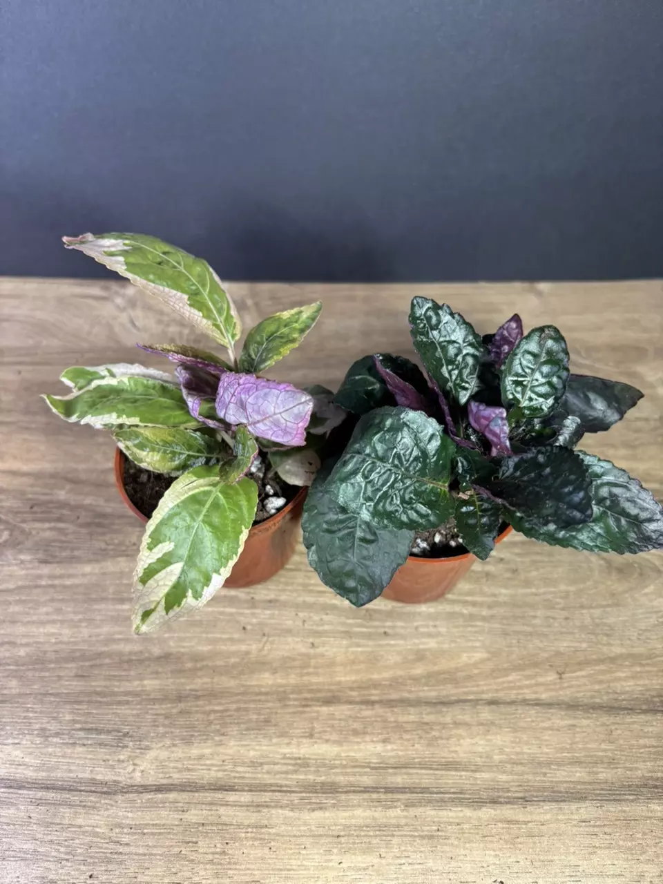 plant/Waffle 2pc Bundle - grower’s choice-2