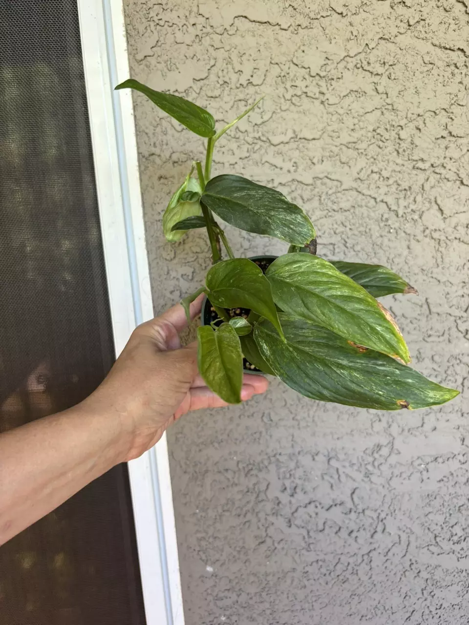 plant/Epiprenum Pinnatum Albo-0