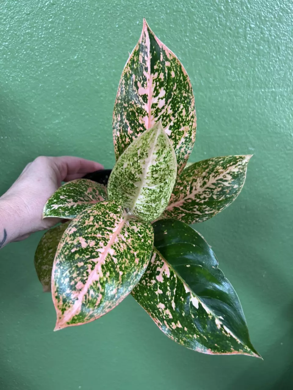 plant/Aglaonema orange stardust-0