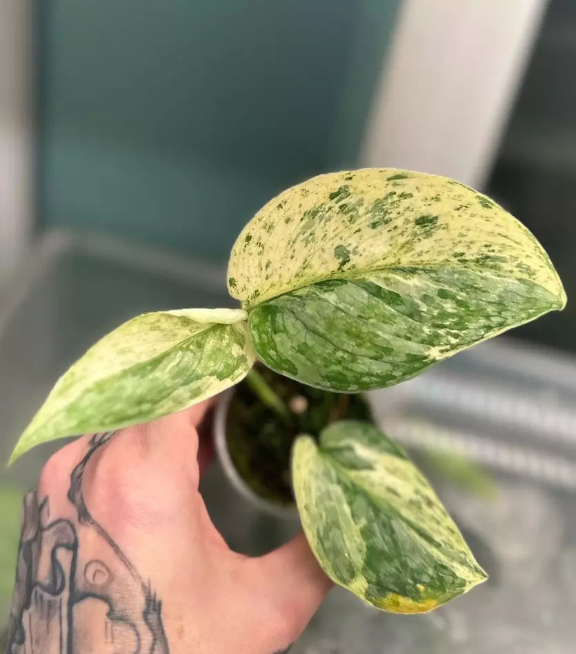 plant/Scindapsus Halimoon-0