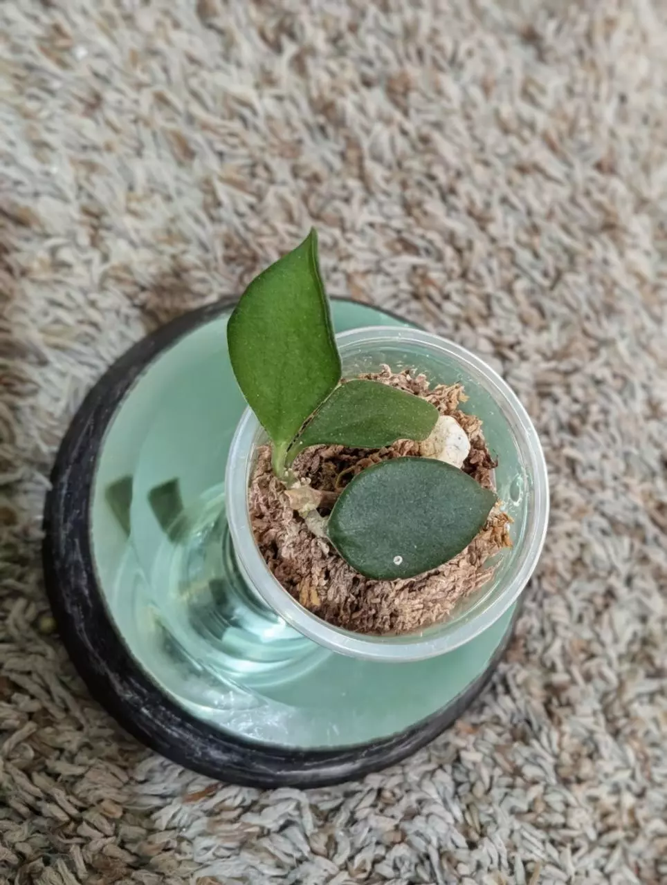 plant/Hoya Nummularioides #180-1