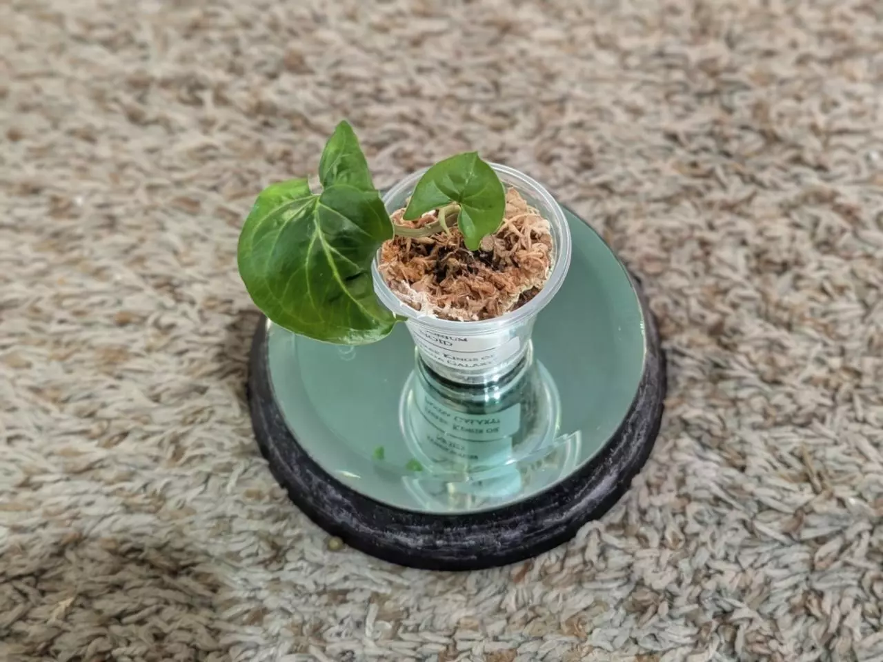 plant/Syngonium NOID baby #184-0