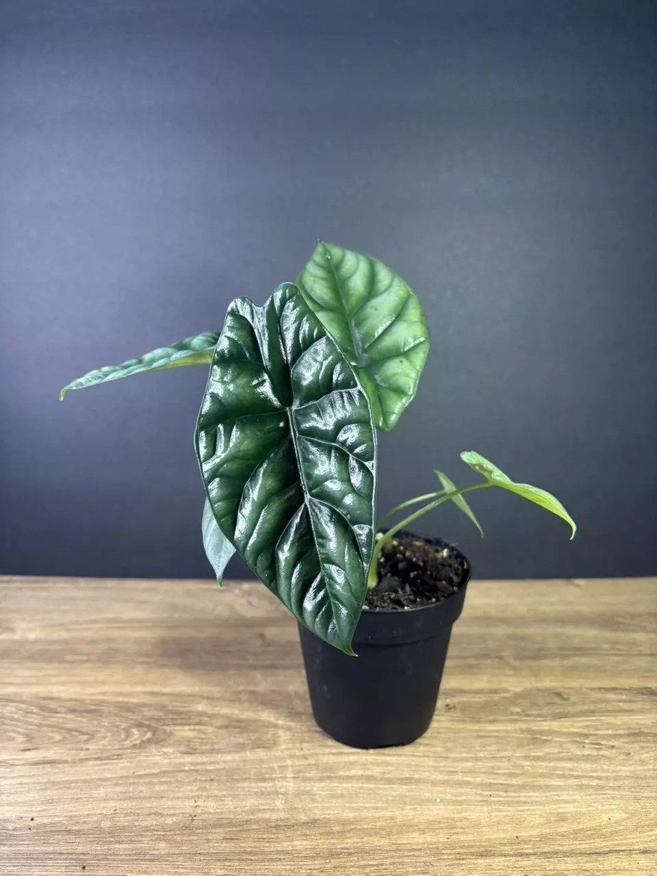 plant/Alocasia Sinuata - Quilted Dreams 4” - grower’s choice-0