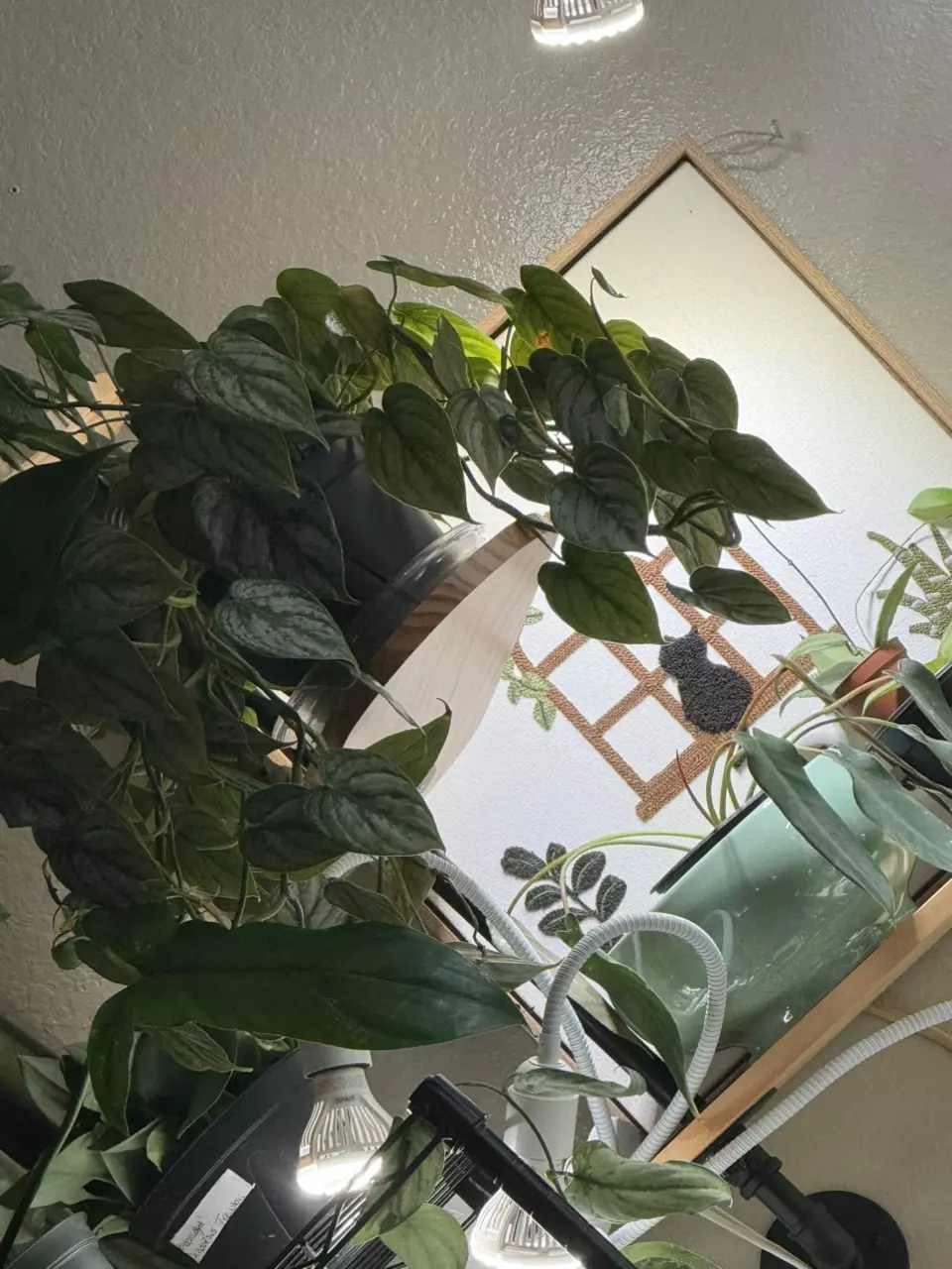 plant/Philodendron Branditianum 6” pot-0