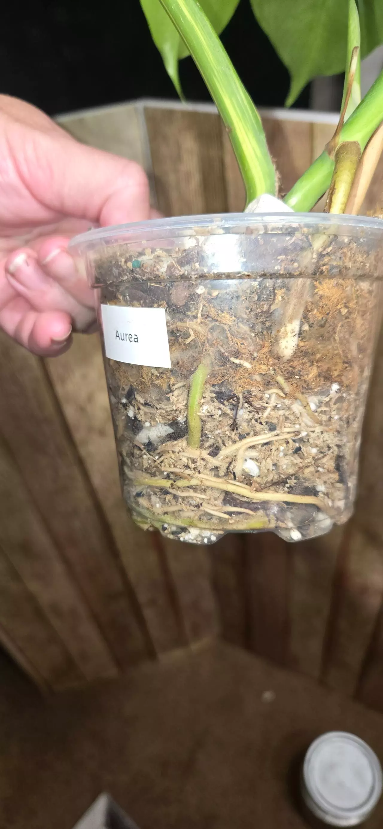 plant/Monstera Borsigiana Aurea-1