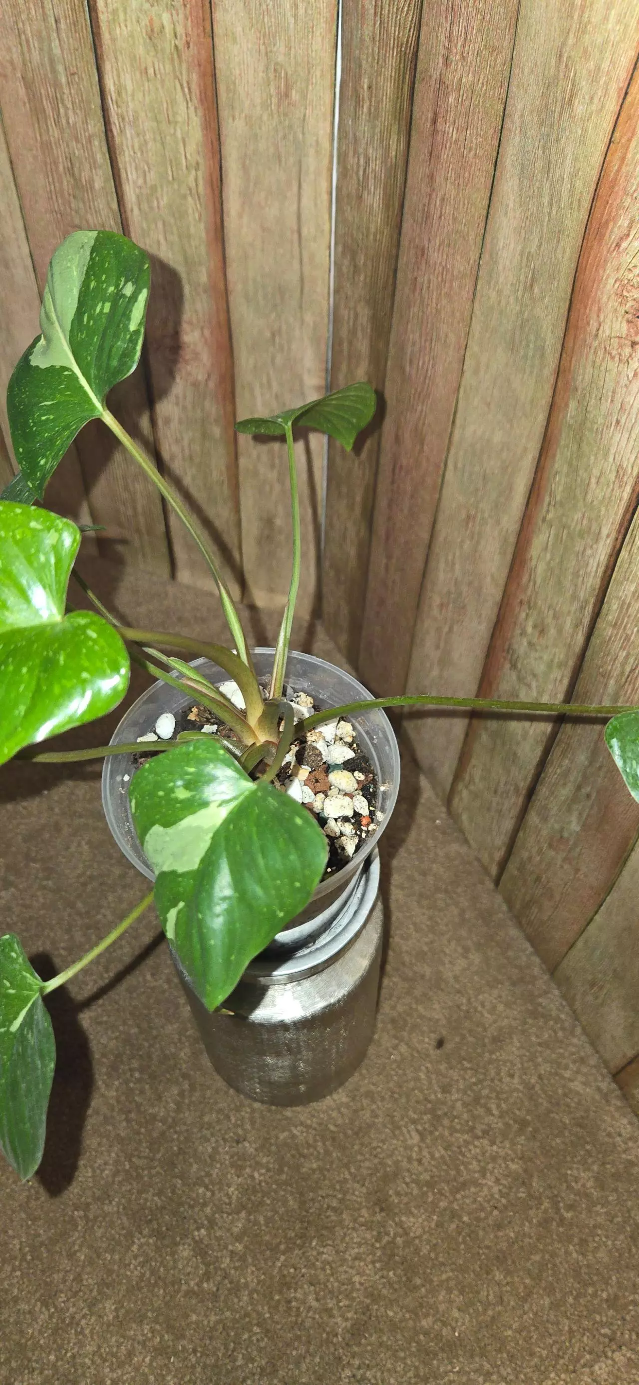 plant/Homalomena Rubescens Splash-1