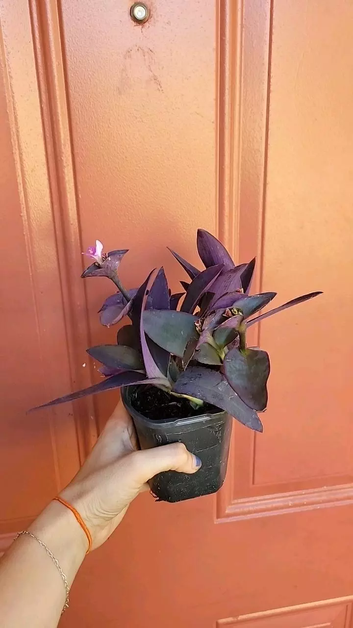 plant/Setcreasea Purpurea specific 3" pot-1