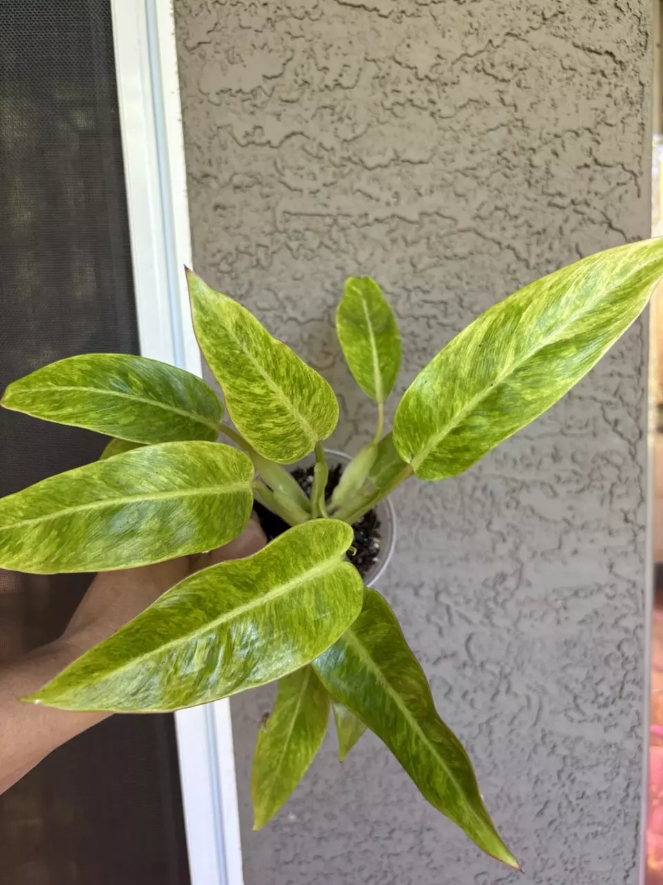plant/Caulkins gold Philodendron-0