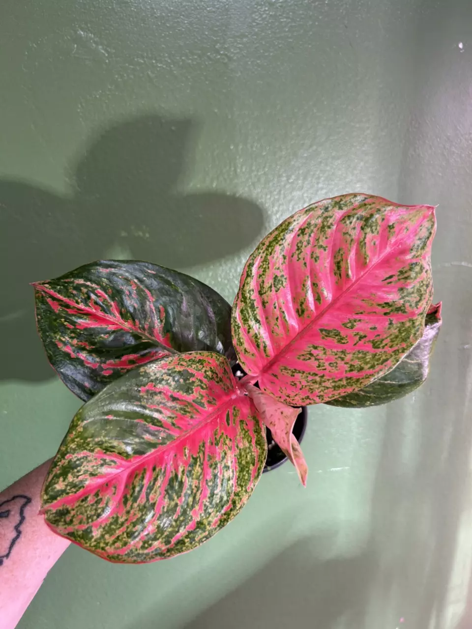 plant/Aglaonema orange sombat-0