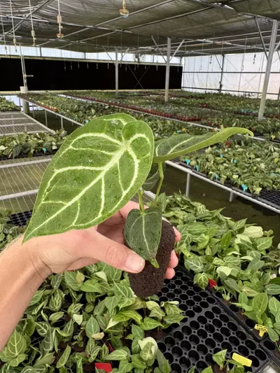 plant/Anthurium silver blush x papillilaminum starter plant growers choice-3-thumbnail