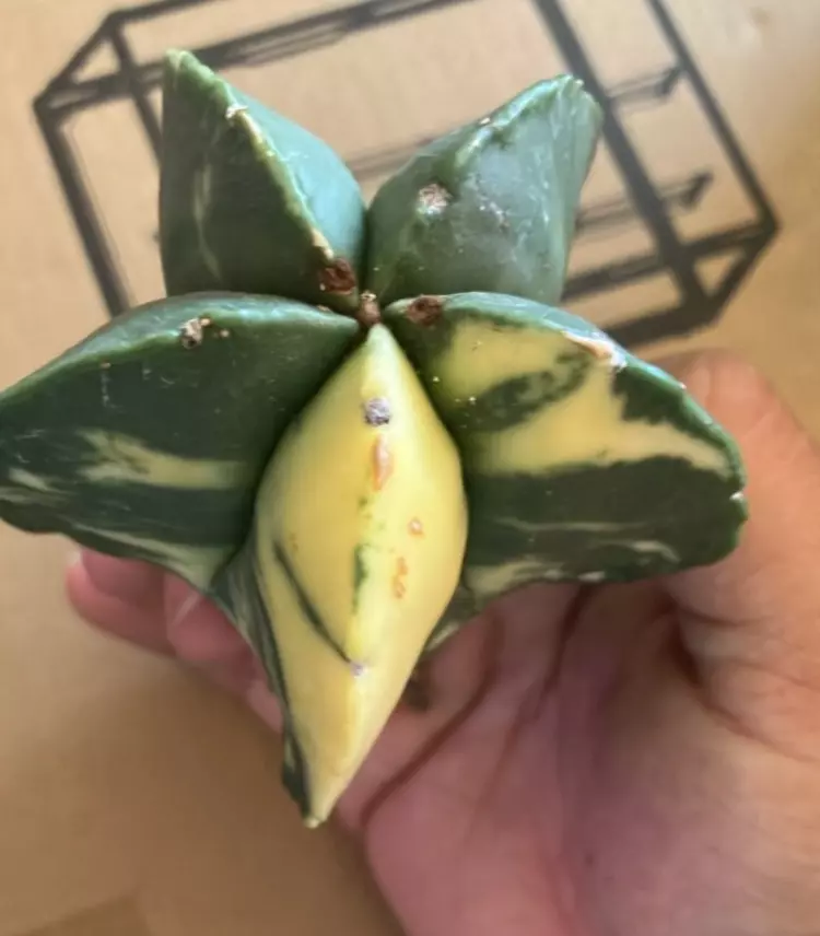 plant/variegated Astrophytum myriostigma-0