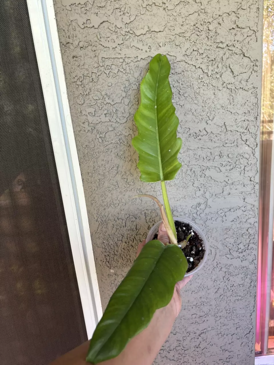 plant/Philodendron Giganteum-0