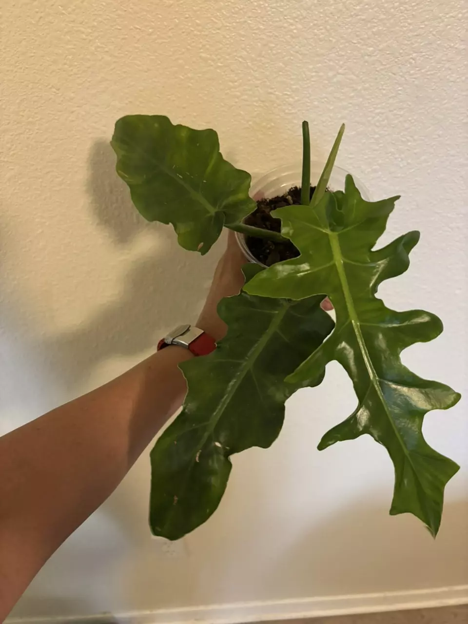 plant/Bob Cee Philodendron-1