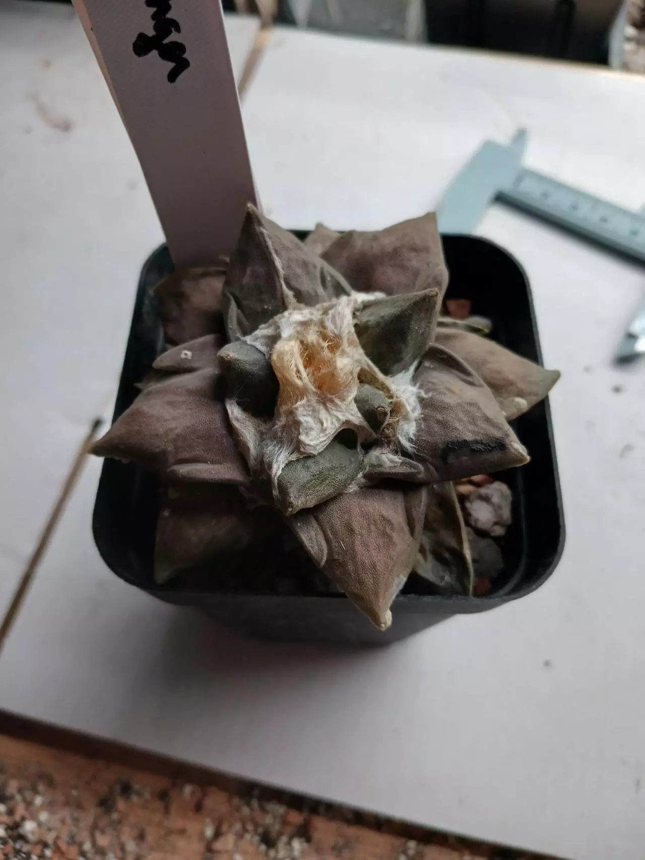 plant/Ariocarpus cv TRIFINGER-0