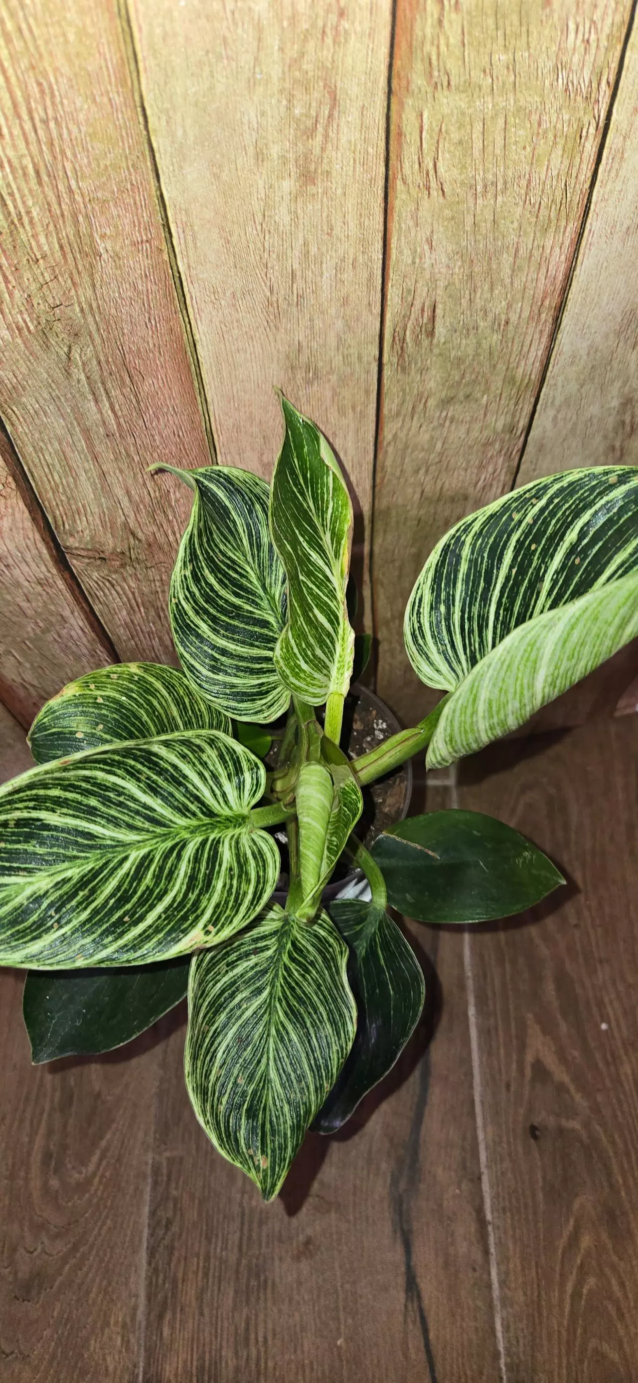 plant/Philodendron Birkin-1