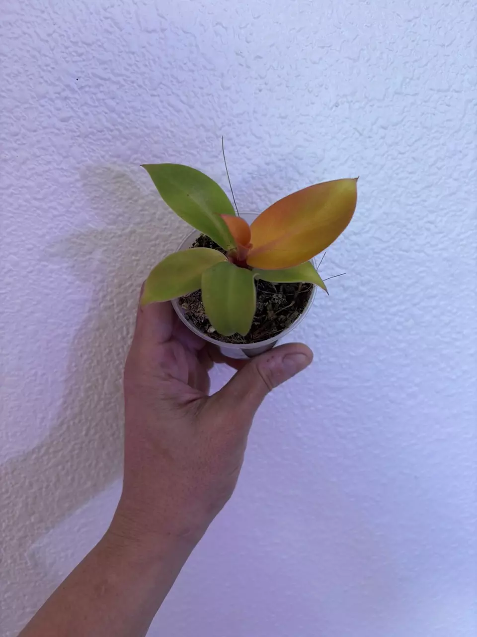 plant/Prince of Orange philodendron-0