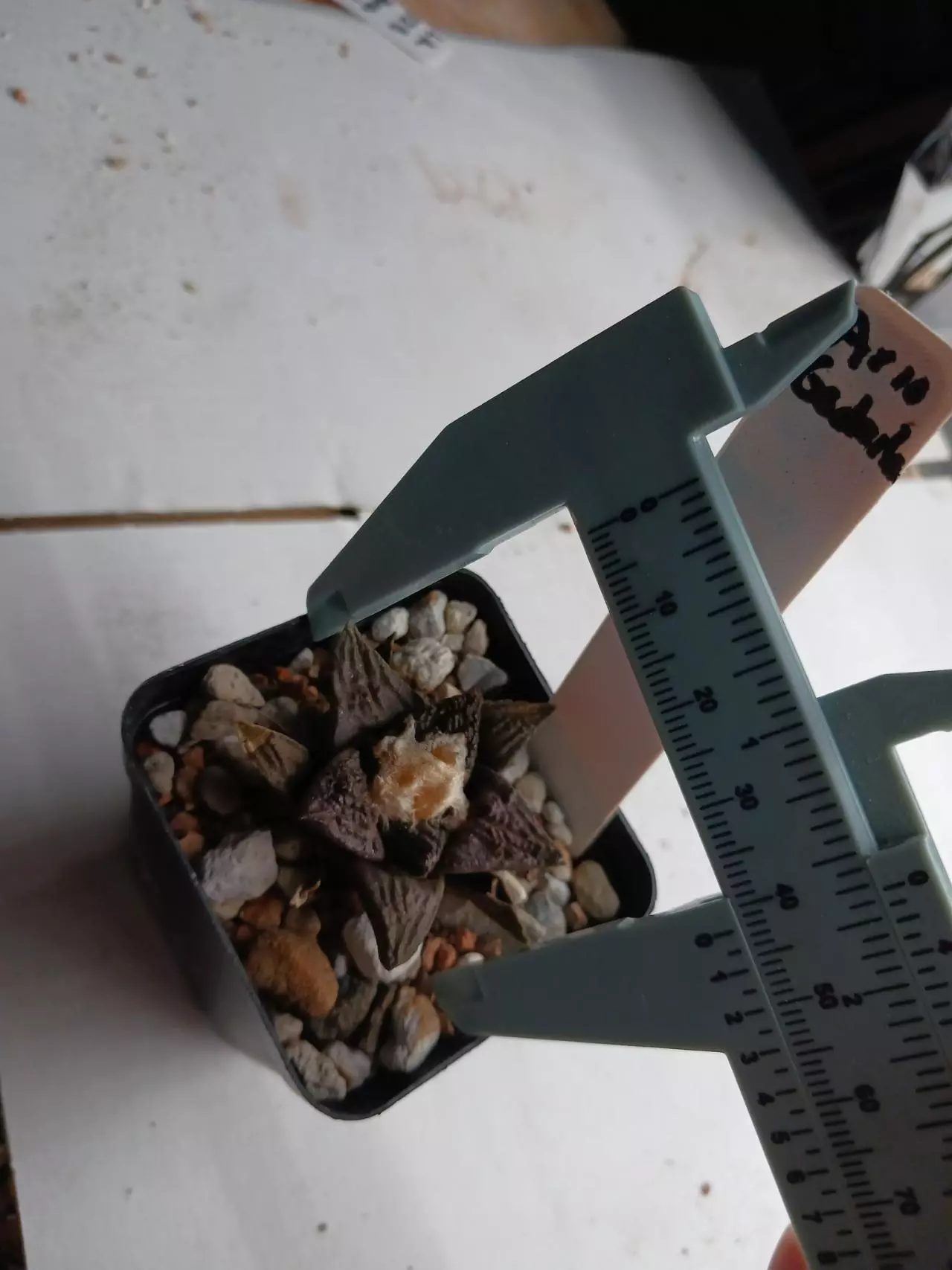 plant/Ariocarpus cv Godzilla-1