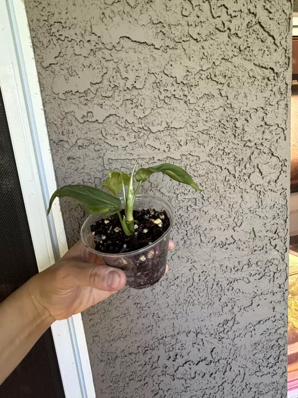 plant/Philodendron Camposportoanum-1