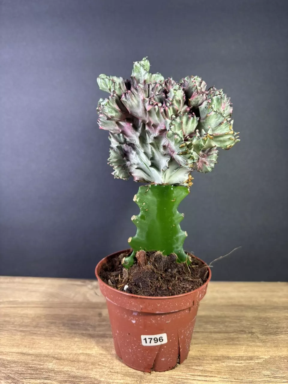 plant/Euphorbia Lactea Cristata/ Mermaid Tail 4” 1796-0
