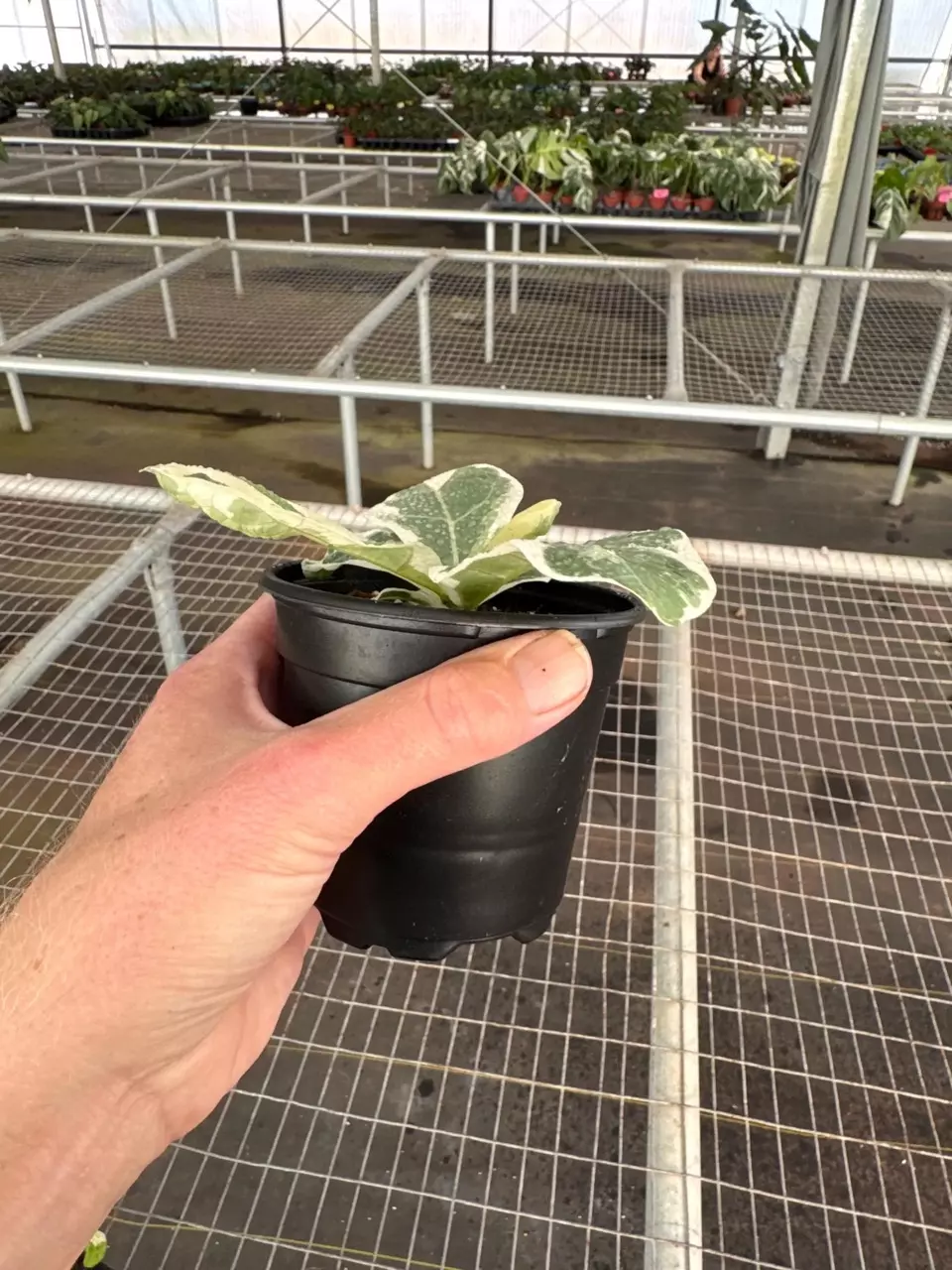 plant/Variegated Fiddle leaf fig “ficus lyrata” 4” pot growers choice-5