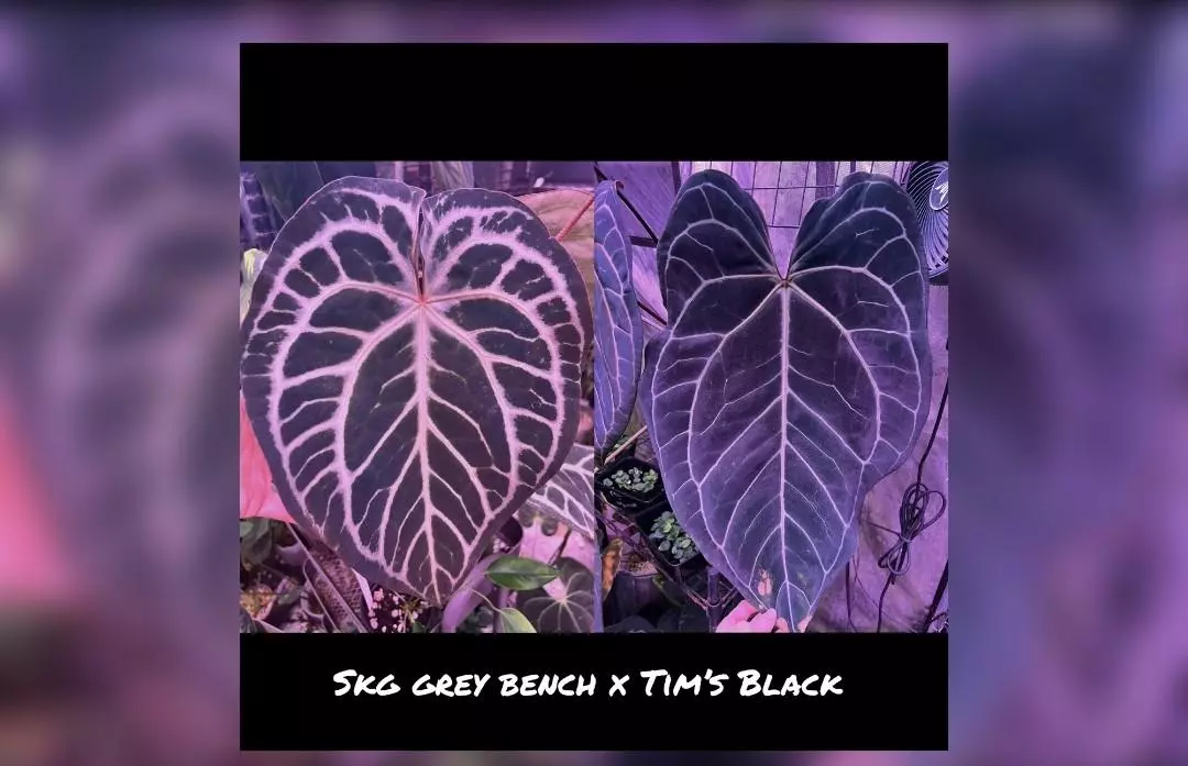 plant/SKG Grey Bench x Tims Black 1 seedling-0