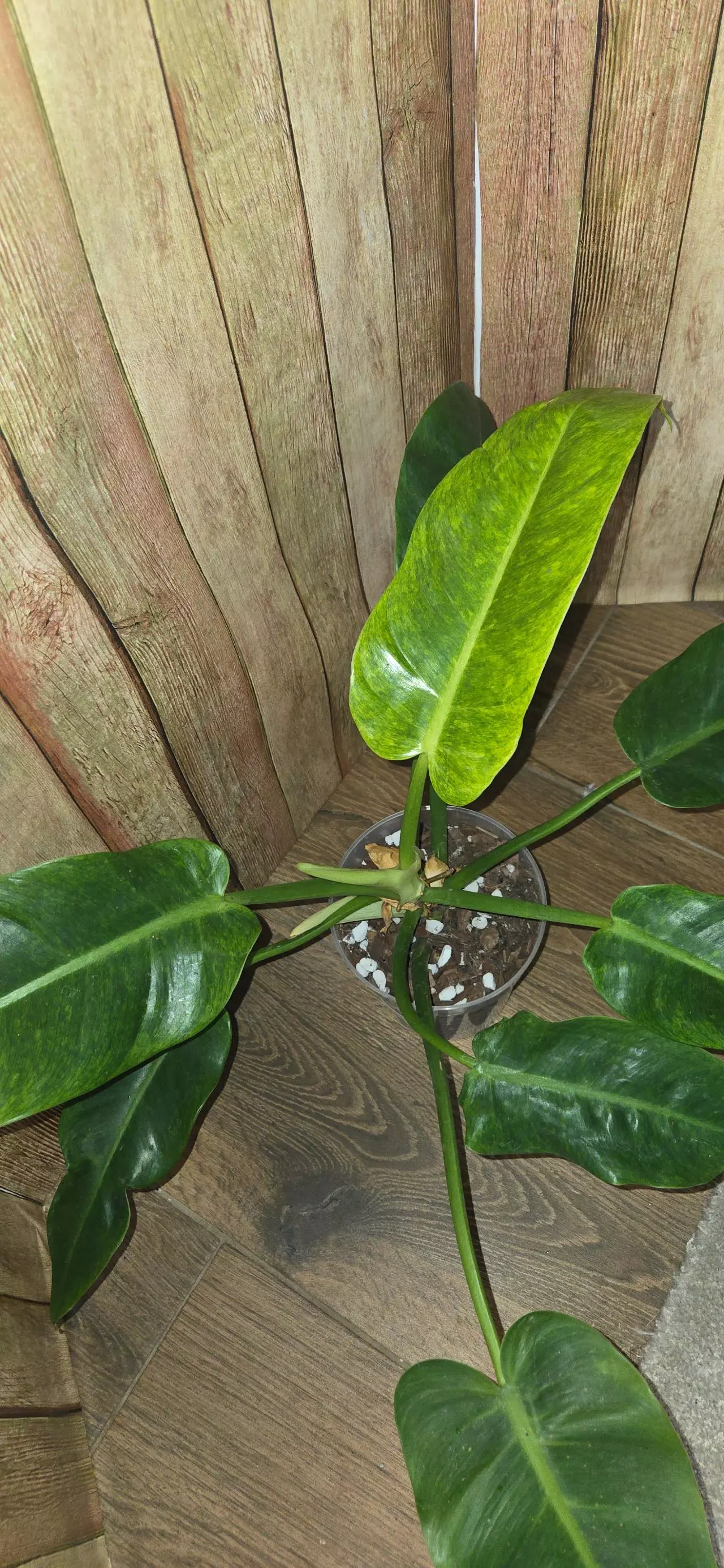 plant/Calkins Gold Philodendron-1