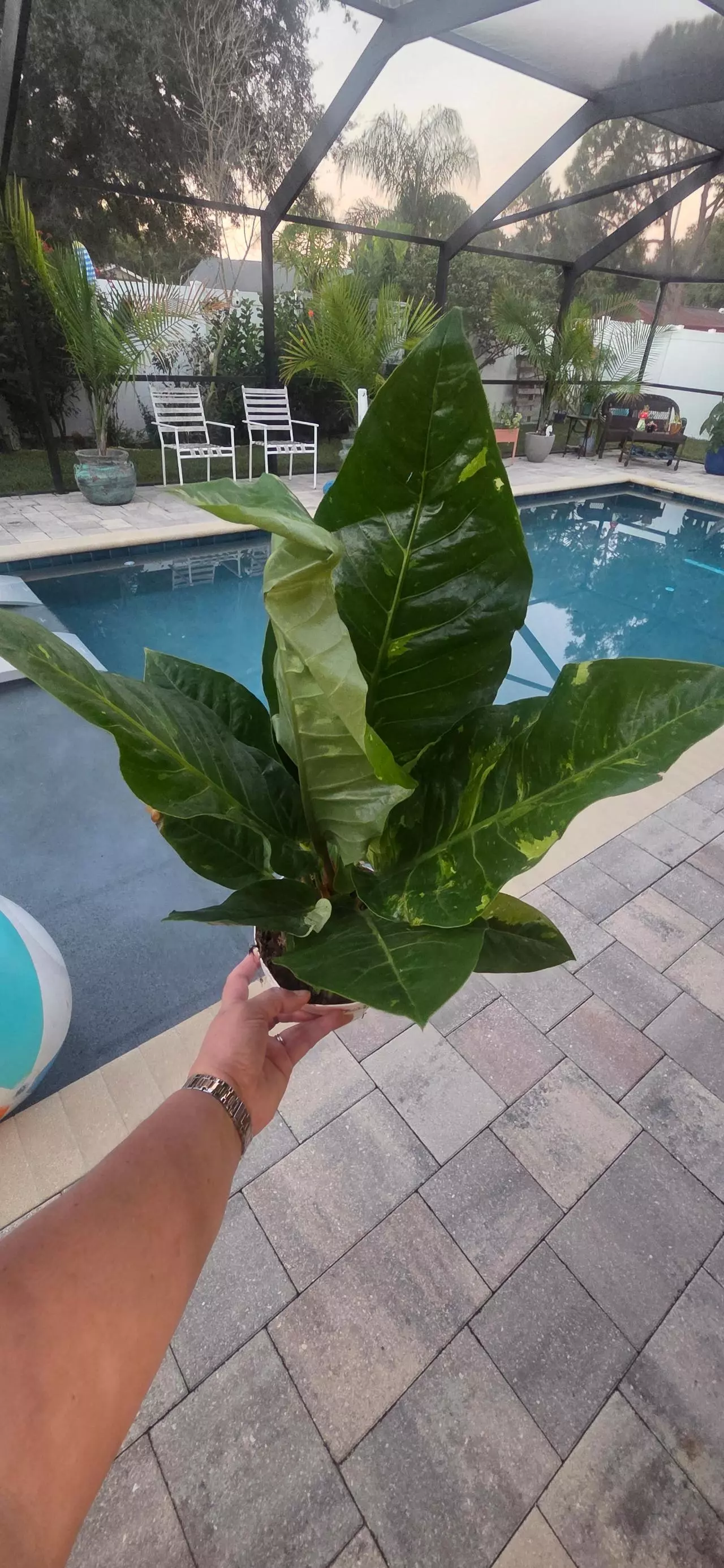 plant/Anthurium Hookerii Variegated-0