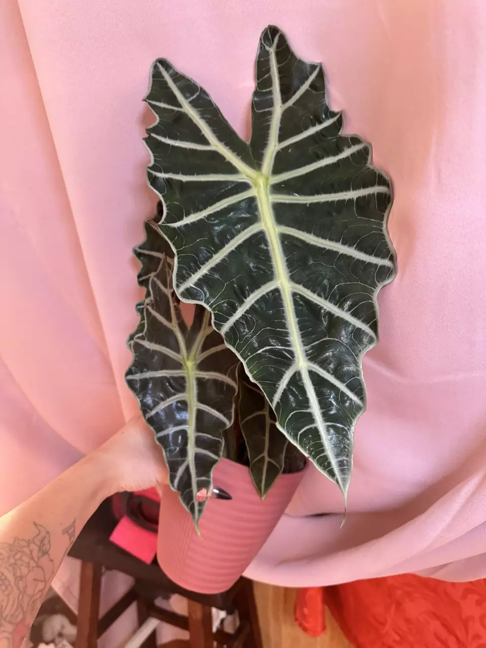 plant/XXXL AMAZONICA AFRICAN MASK ALOCASIA-0