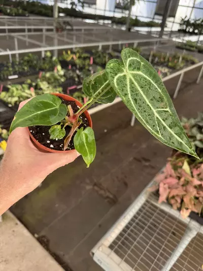 plant/Anthurium Magnificum x crystallinum dark form 4” pot growers choice-3-thumbnail