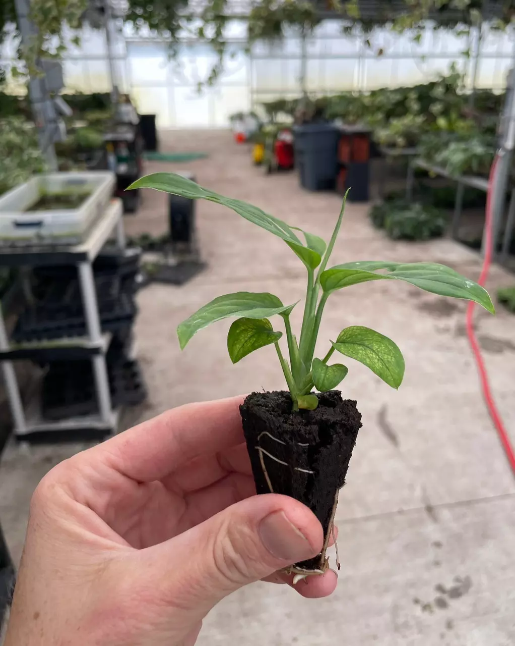 plant/Monstera esqueleto starter plant growers choice-4