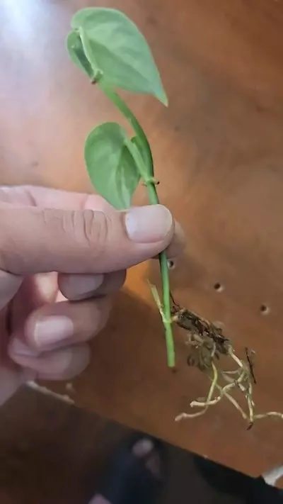 plant/Scindapsus mayari-1-thumbnail