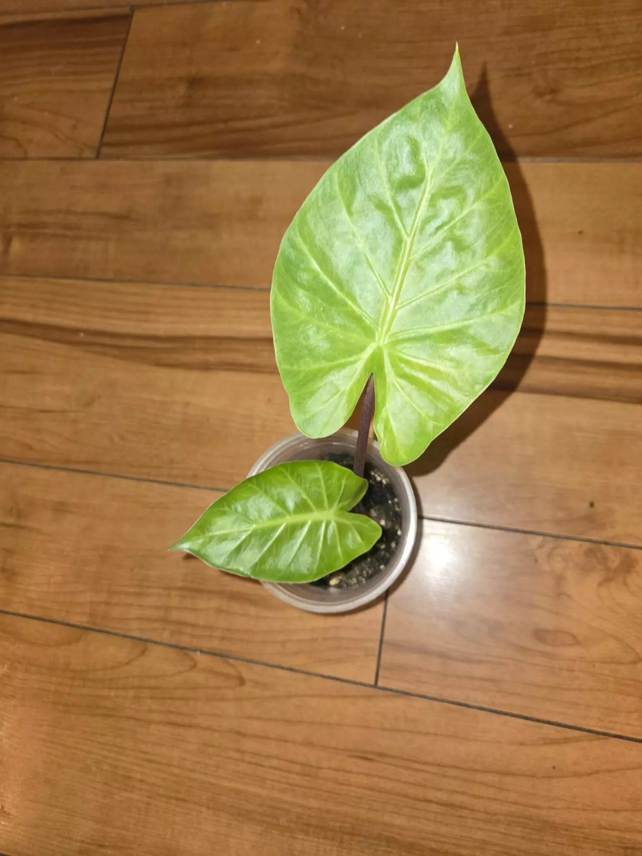 plant/Alocasia Imperial Red-1