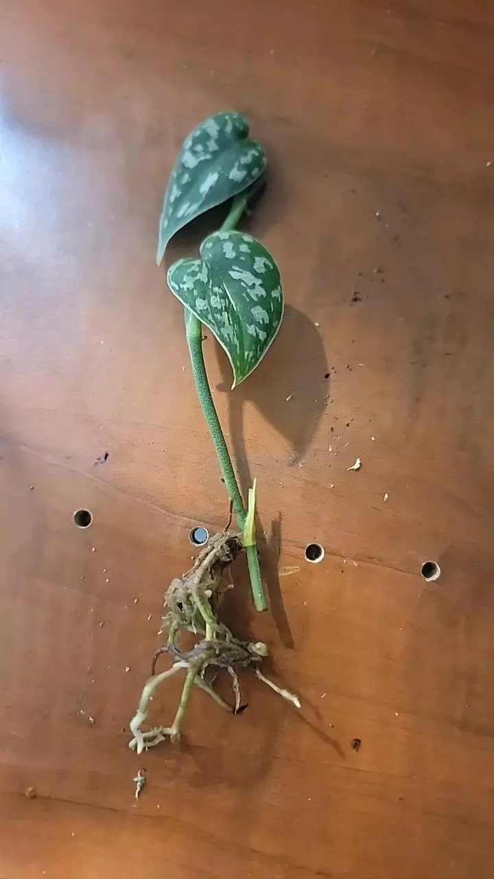 plant/Scindapsus mayari-0