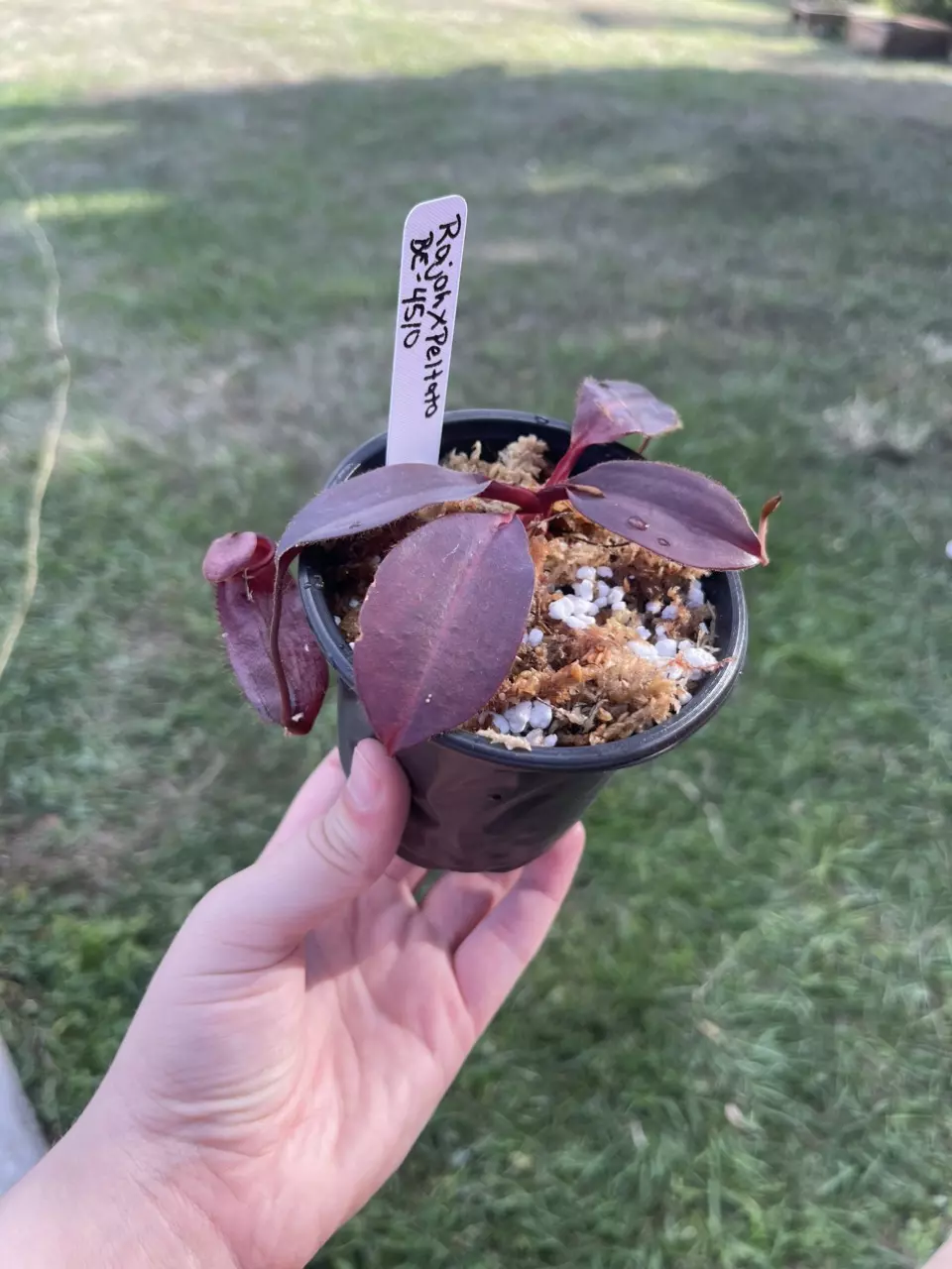 plant/Rajah x Peltata-0