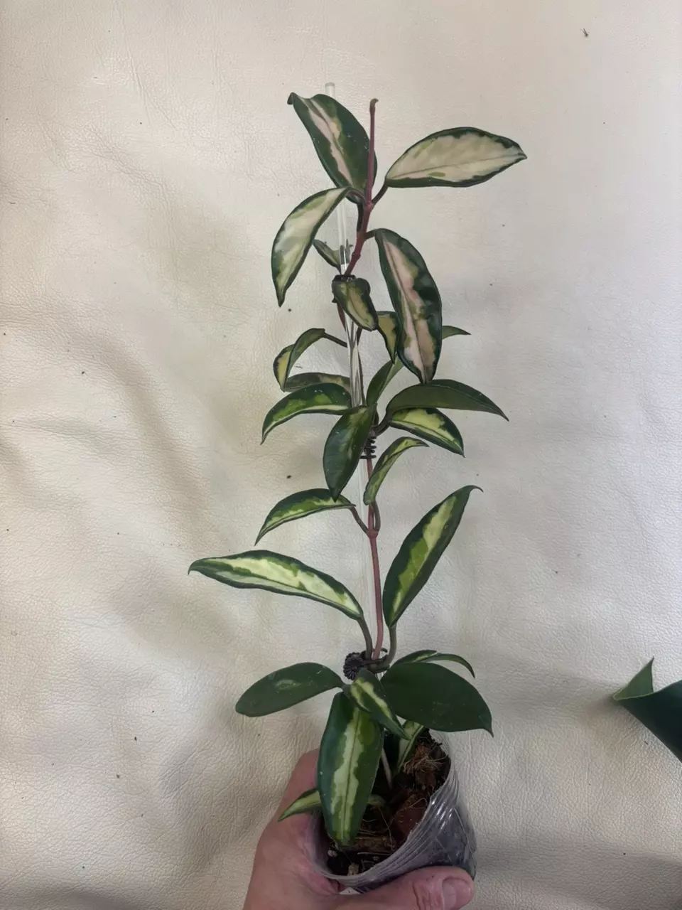 plant/Hoya Crimson princess-0