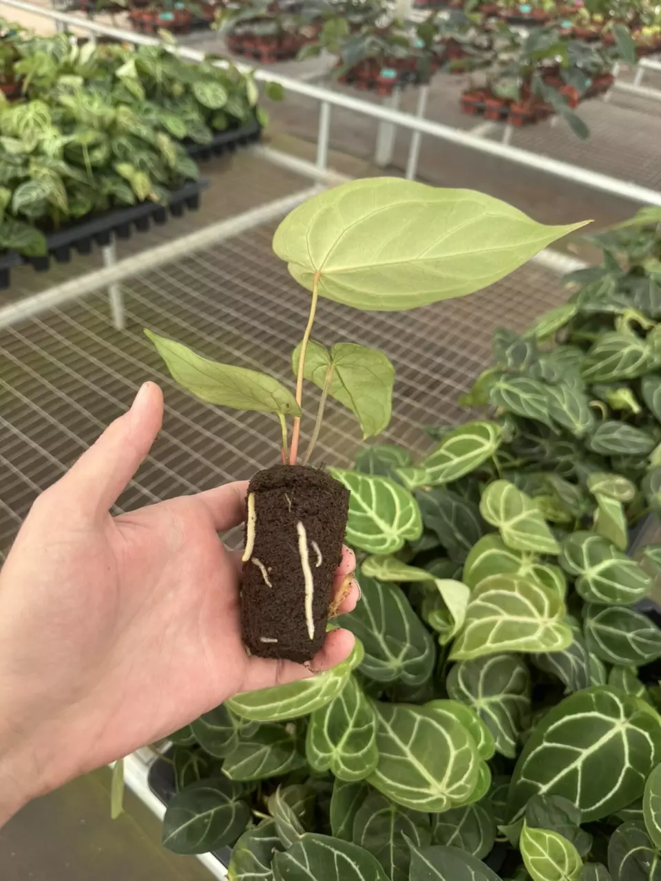 plant/Anthurium dorayaki silver x papillilaminum starter plant growers choice-6