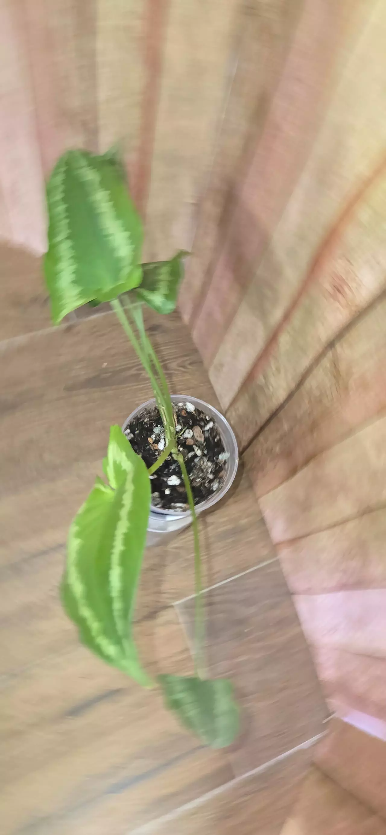 plant/Schismatoglottis Wallichii-1