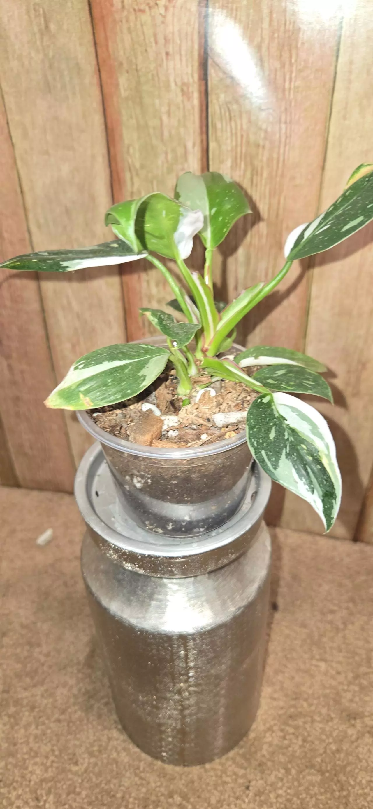 plant/White Princess Philodendron-1