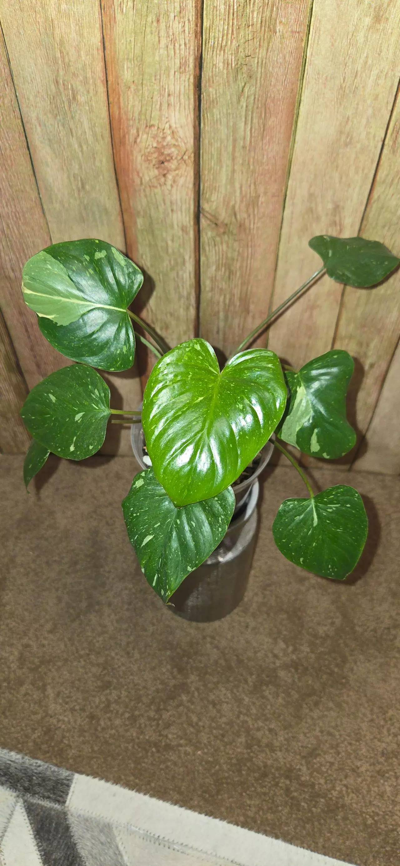 plant/Homalomena Rubescens Splash-0